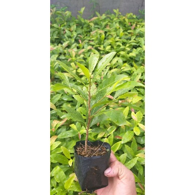 Combo 10 cây mai giảo con bông đẹp