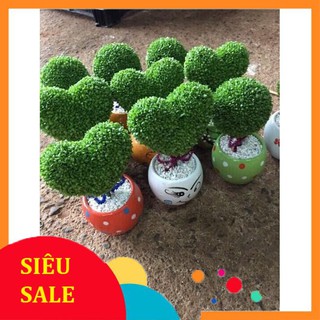 100 Hạt giống hoa Cỏ may mắn (tặng gói kích nẩy mầm và hướng dẫn) VIETPHAT