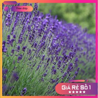 Hạt giống Oải hương (Lavander) (100 hạt)