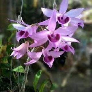 Hoa lan dã hạc-di linh( cắt từ cây mẹ,cao 20cm)+ 700g phân thỏ hữu cơ