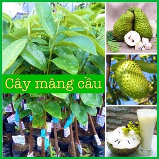 Cây mãng cầu xiêm cao 50-70 cm .