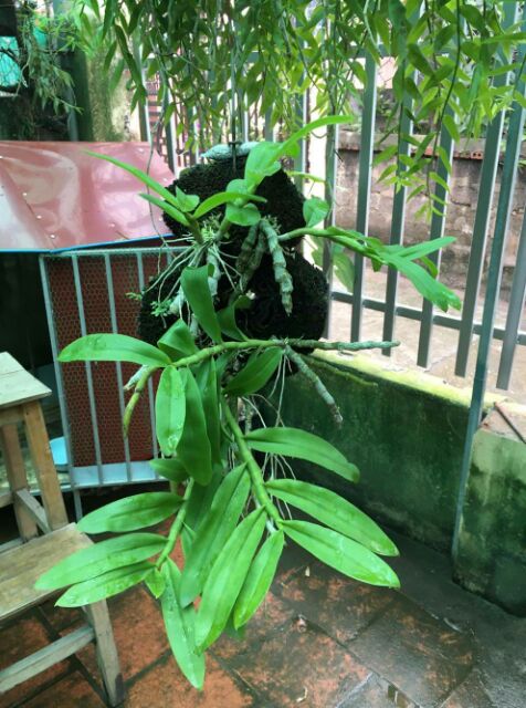 Hoa phong lan trầm tím rừng giò thuần