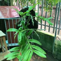 Hoa phong lan trầm tím rừng giò thuần