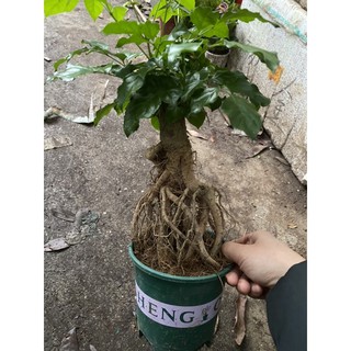 Cây hạnh phúc