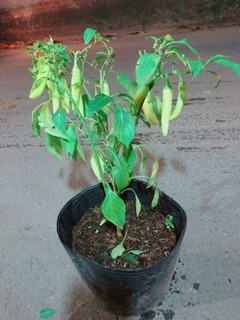 Bụi Ớt Sừng Lớn