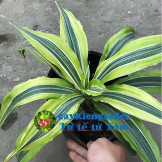 caykiengsadec cây phát tài Mỹ + tặng phân bón-hoa kiểng lá-trang trí nội thất cảnh quan ngoài trời sân vườn