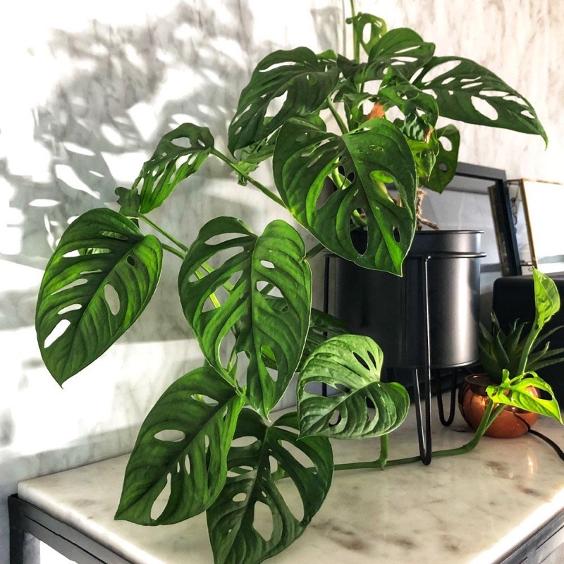 Cây giống Monstera adansonii Five Holes (Trầu Bà Lỗ, Quái Vật Lỗ) chậu nhựa