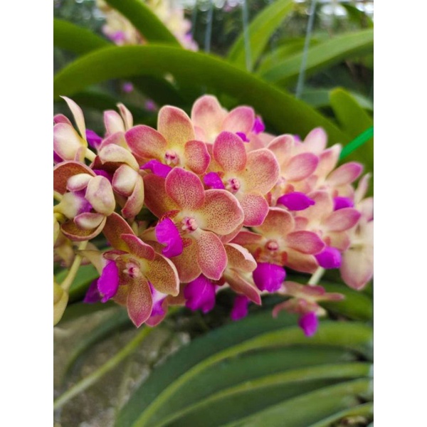 Ngọc điểm lai hồng gấm sắp hoa