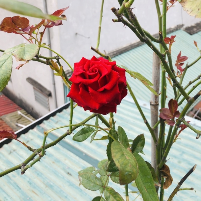 Phân bón Đầu trâu MK701 kích thích ra  hoa chuyên dùng cho hoa lan, hoa hồng, cây cảnh hũ 100g