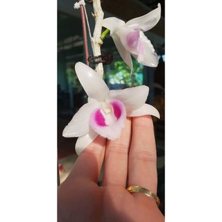 Chai giống 5ctHO - 5 cánh trắng Hiển Oanh