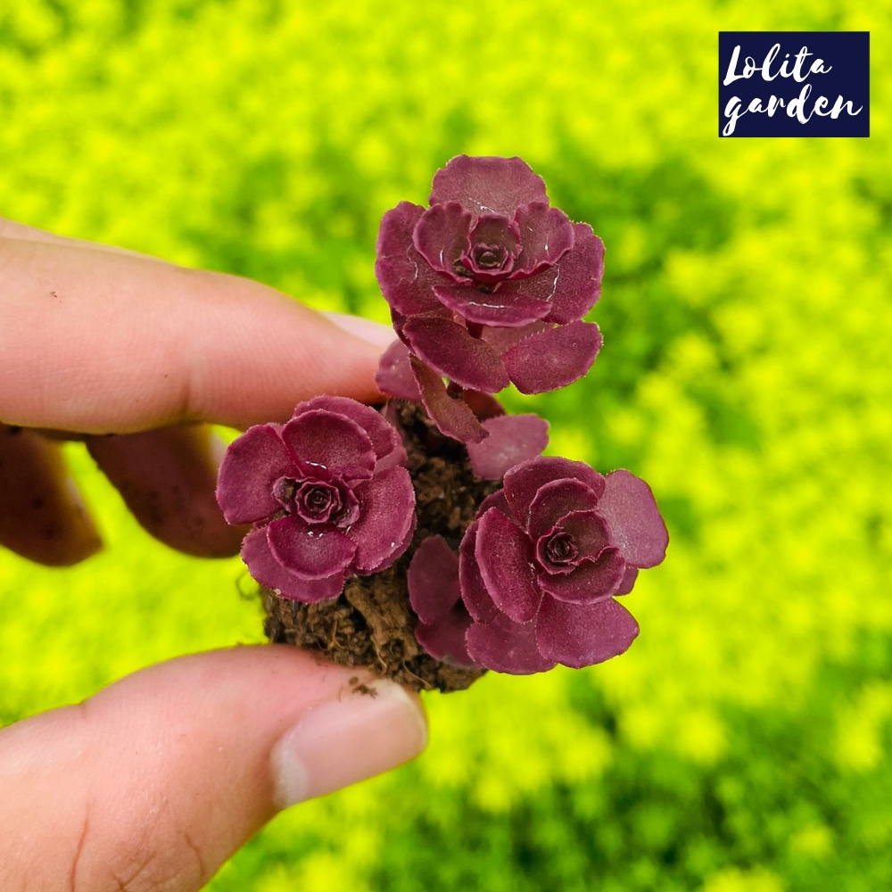 Sen đá sedum huyết long Đà Lạt size mini cây cảnh trang trí nhà cửa Lolita garden