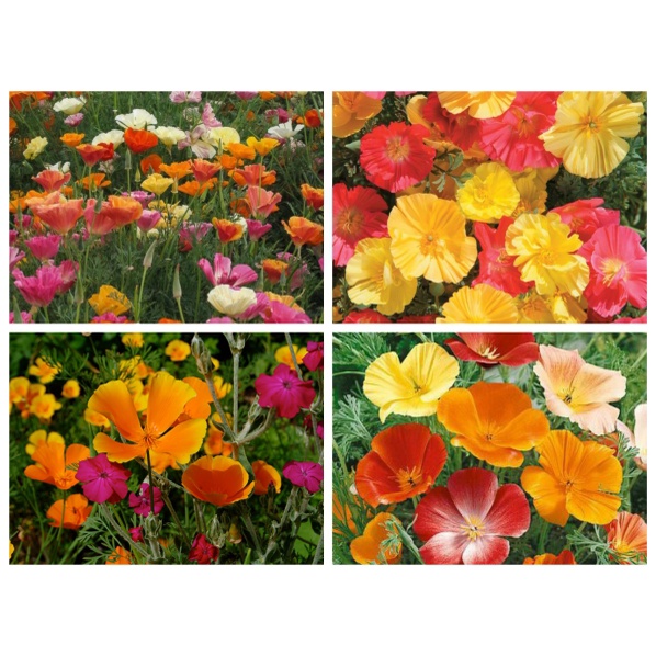Hạt giống hoa pop py mix màu (tặng kèm phân bón và kích mầm)