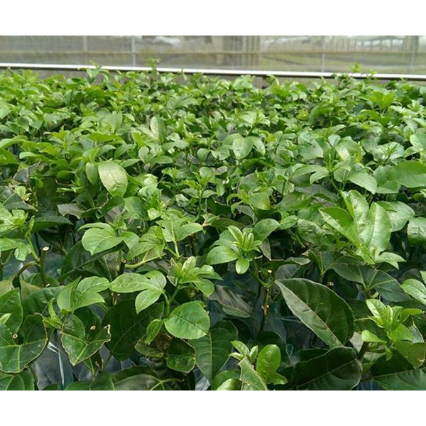 CÂY GIỐNG Chanh dây ngọt Colombia