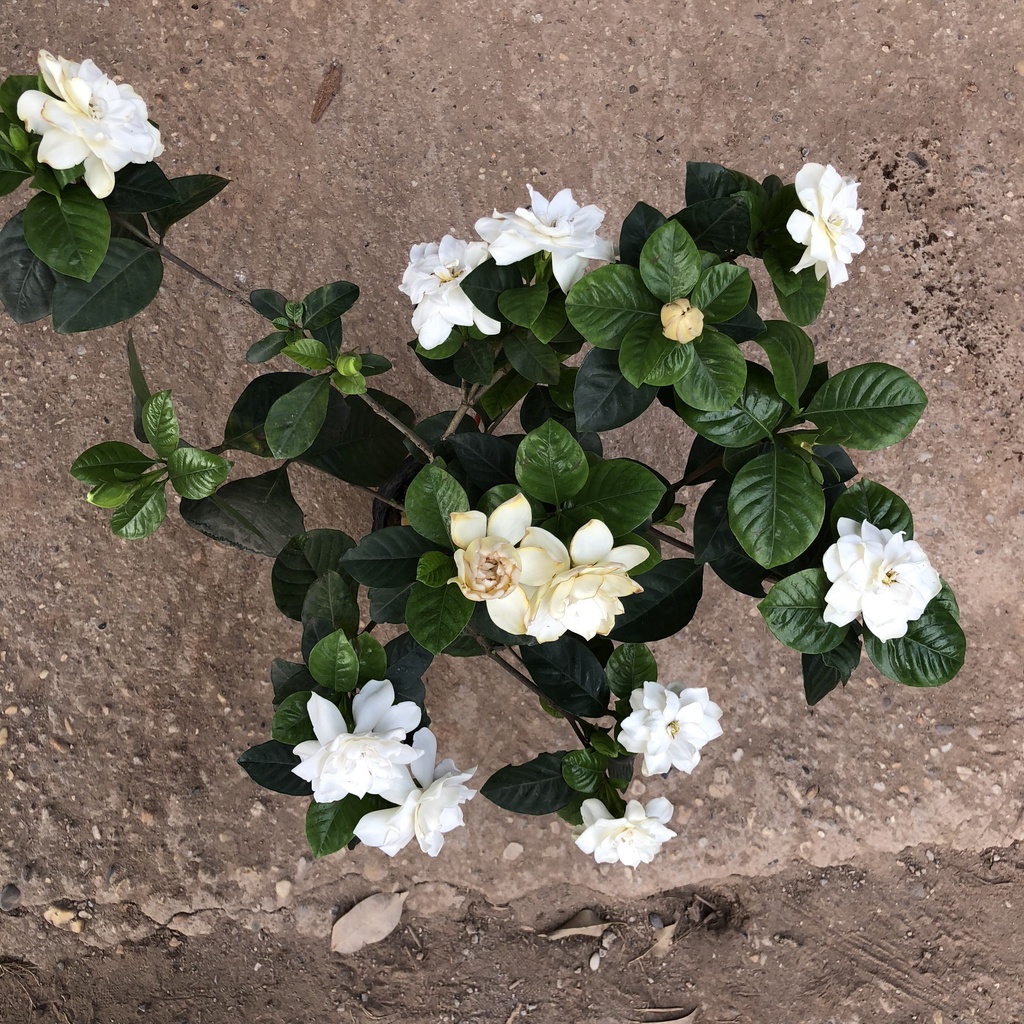 Cây dành dành - bạch thiên hương Cao 35cm bụi to hoa nở hương thơm ngào ngạt trang trí sân vườn