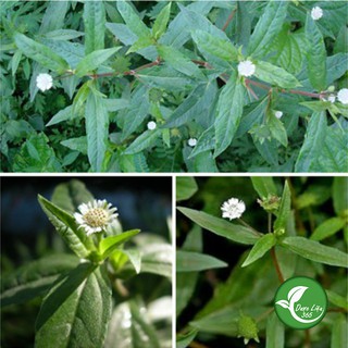 Cỏ Nhọ Nồi (cỏ mực) 1KG