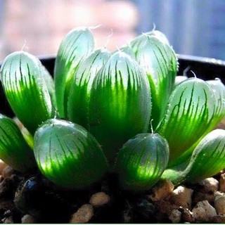 Hạt giống sen đá ngọc gói 200 hạt