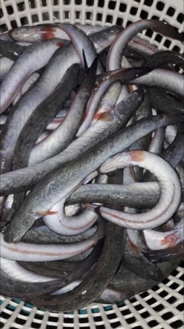 Khô Cá Kèo Cà Mau 500g | BigBuy360 - bigbuy360.vn