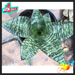 🍀bao chất🍀cây lưỡi hổ xanh lùn thái