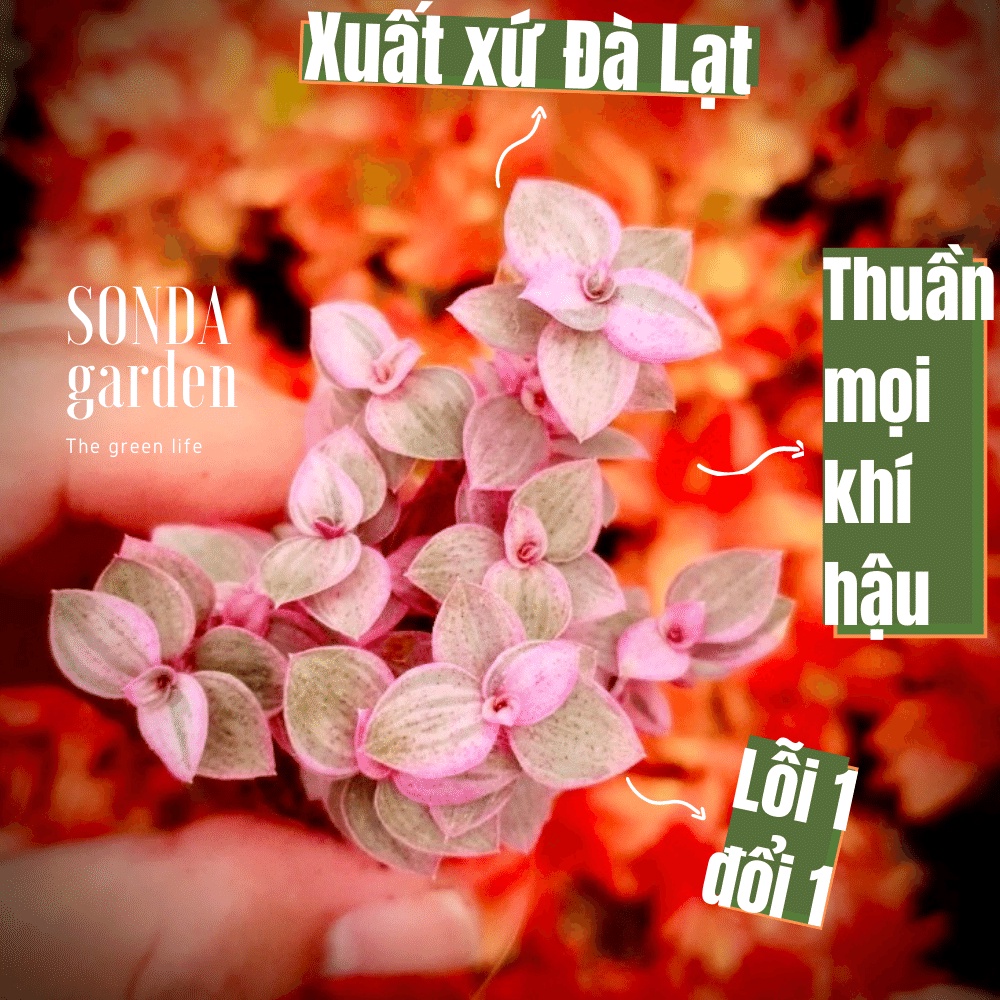 Sen đá cỏ pink SONDA GARDEN size mini 2,5-4cm, cây cảnh trang trí nhà cửa, lỗi 1 đổi 1