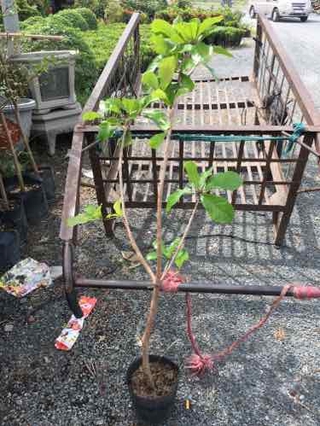 Cây giống lộc vừng