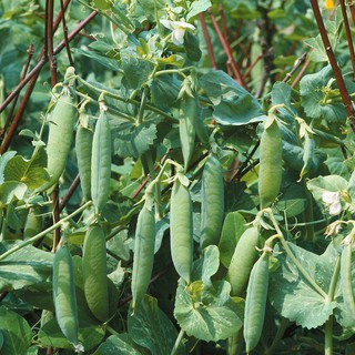 Hạt giống đậu hà lan
