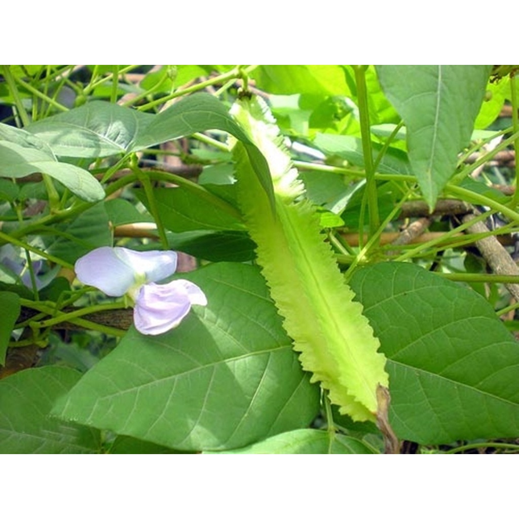 Hạt Giống Đậu Rồng - Gói 10 Gram