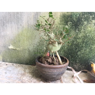 cây duối mini 4 năm tuổi( ảnh thật của cây)