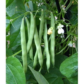 Hạt giống đậu cove lùn hạt nâu gói 50 gram xuất xứ Việt Nam