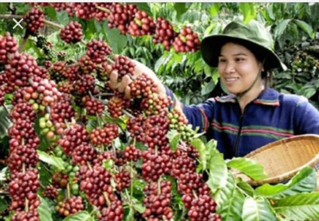 Cà phê Đaklak nguyên chất_500gr | BigBuy360 - bigbuy360.vn