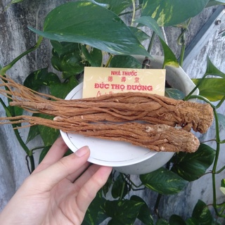 Sâm Đương Quy - Củ - bán lẻ từng củ