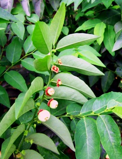 Hạt giống Rau ngót Siêu ngon