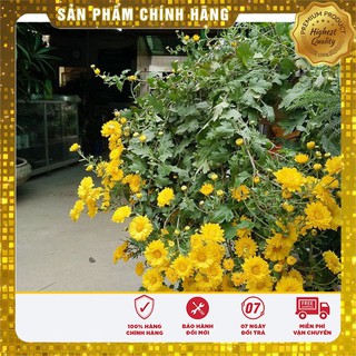 Hạt giống hoa cúc rủ LUCKY SEEDS
