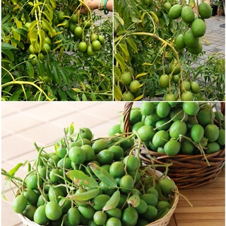 Hạt giống cây ăn trái cóc Thái lùn ( 1 gói 5 hạt )
