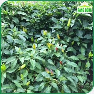 Hạt Giống Ớt Xiêm Cao Sản Siêu Trái, Cây Dễ Trồng, Sinh Trưởng Tốt - Hạt giống Rạng Đông