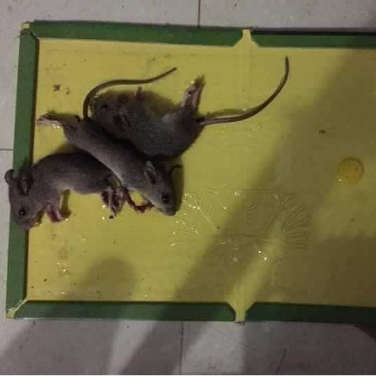 Keo Dính Chuột
