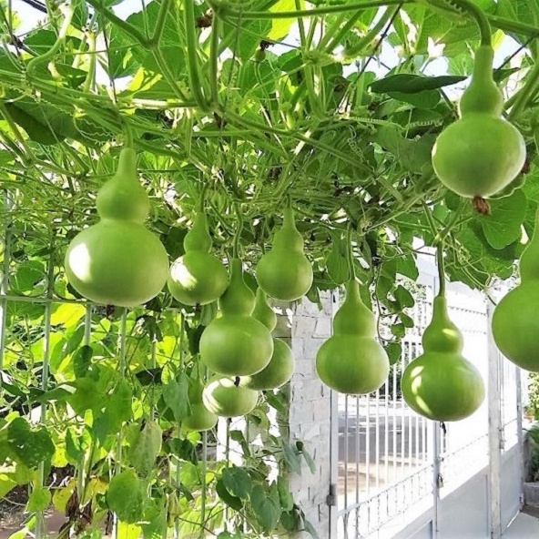 Hạt giống bầu hồ lô cao sản  20 hạt - siêu quả - quả xanh bóng vị ngọt - trồng quanh năm - thu hoạch sau 40 ngày