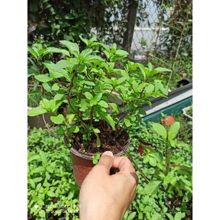 Bạc hà tiêu