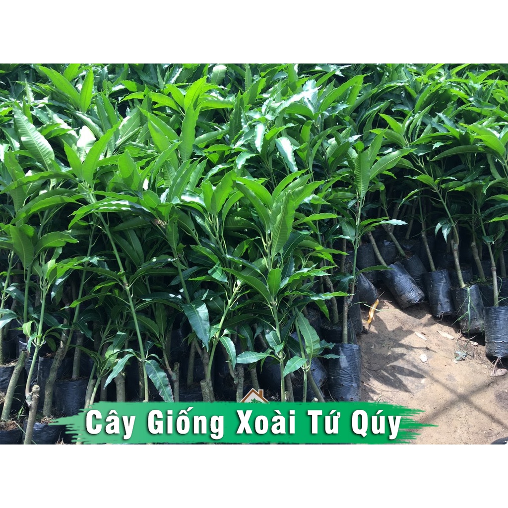 Cây Giống Xoài Tứ Quý kèm bầu đất chiều cao từ 60cm - 80cm dễ trồng & chăm sóc cho quả quanh năm - hiệu quả kinh tế cao