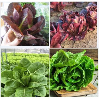 Combo 2 gói hạt giống xà lách ( xà lách romain xanh + xà lách romain tím )