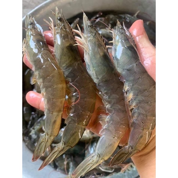 1kg Tôm thẻ sống dập đá tươi roi rói