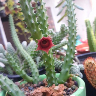 Cây Xương Rồng sao biển