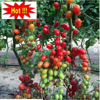 Gói 30 hạt giống cà chua chuỗi ngọc