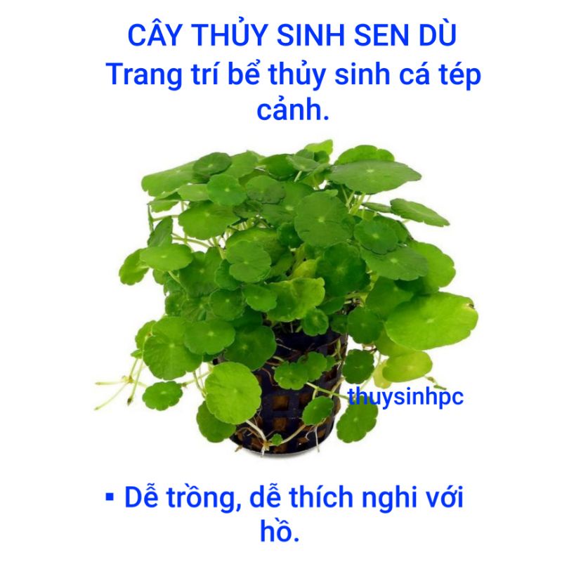 Cây thủy sinh sen dù trang trí hồ cá