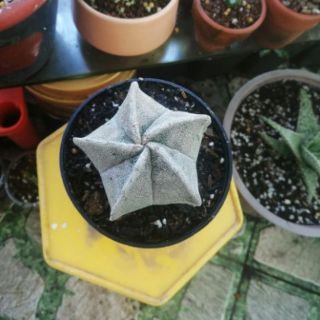 Astro trắng không gai lớn - xương rồng