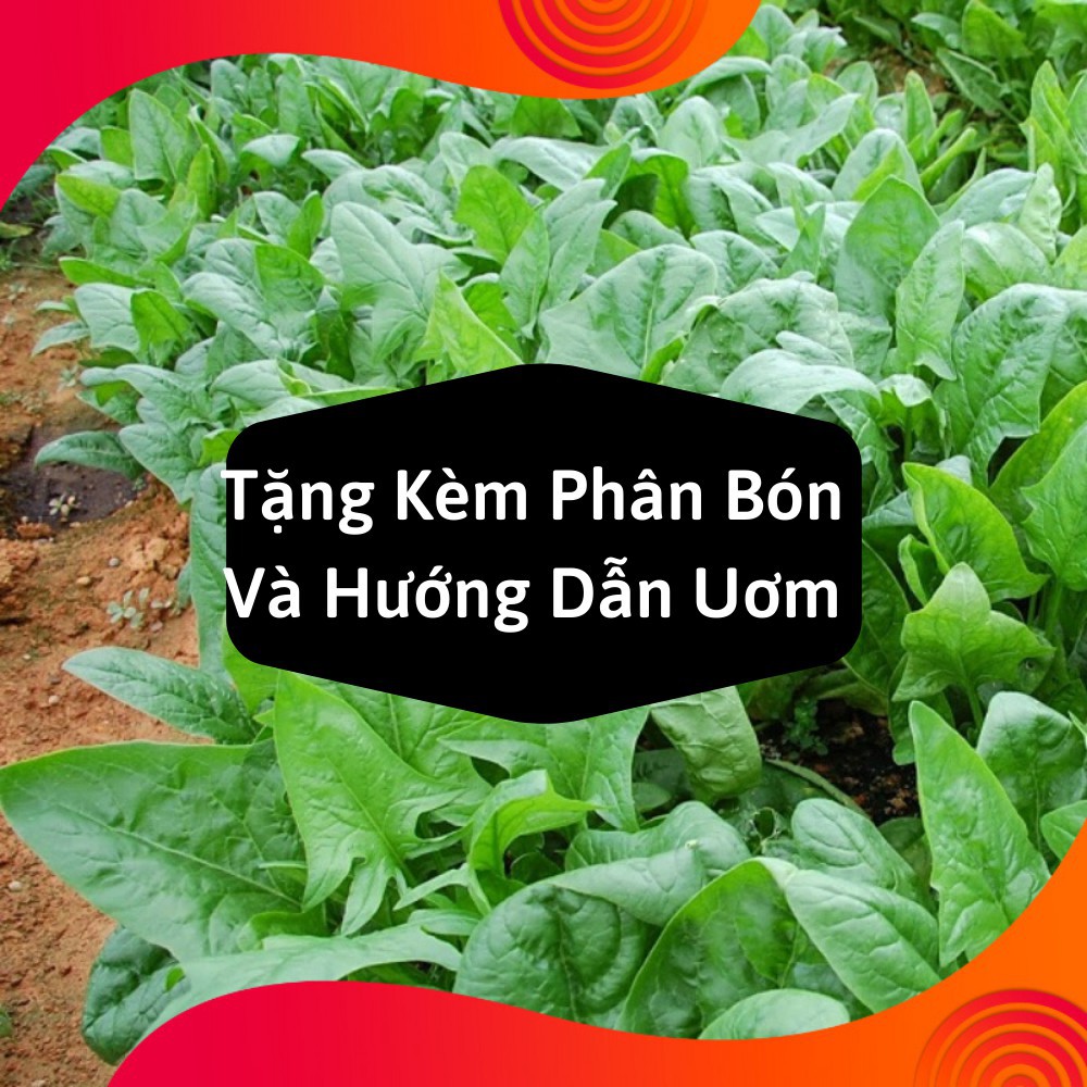 Combo 2 Gói Hạt Giống Rau Chân Vịt ( Cải Bó Xôi )