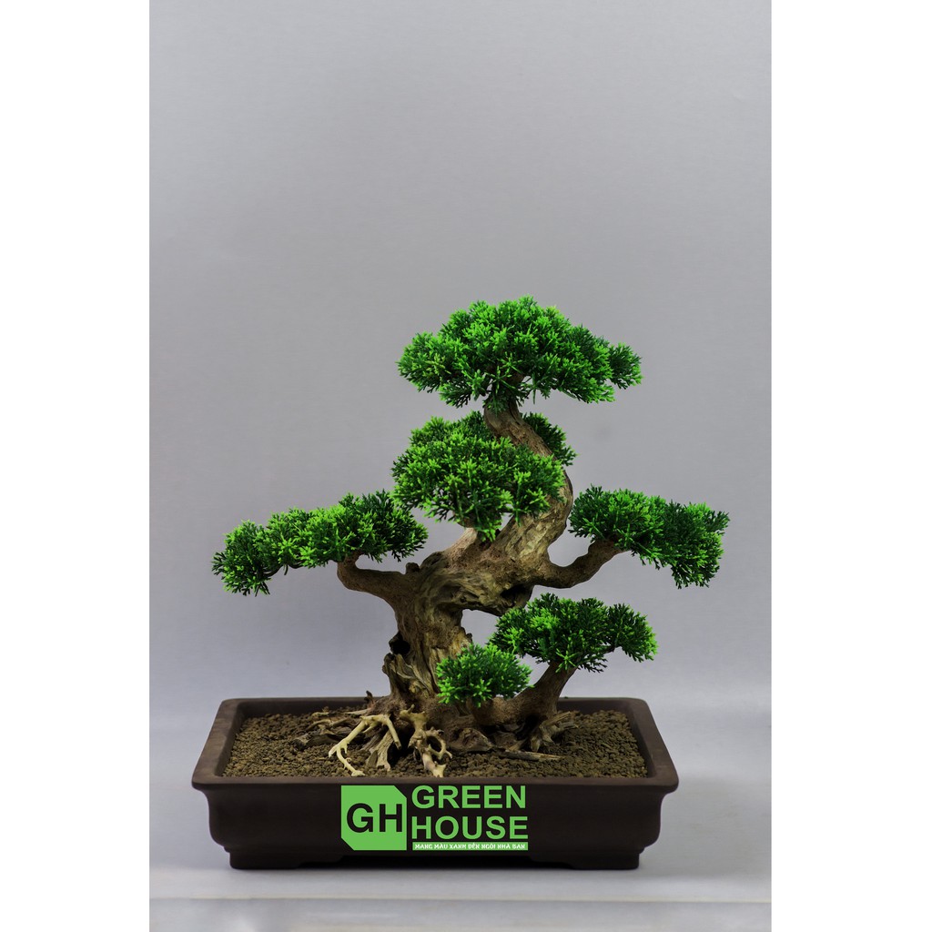 Lũa Bonsai, Lũa thủy sinh dùng trang trí hồ cá cảnh, hồ thủy sinh, văn phòng, nhà cửa
