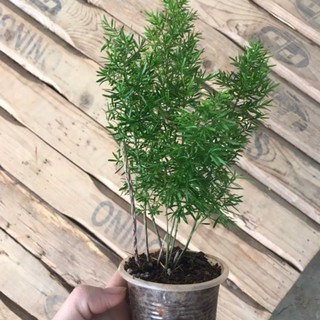 Chậu cứng đuôi chồn