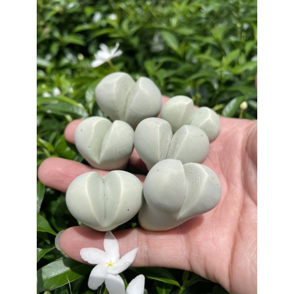 Lithops - Sen mông, dòng Argyroderma Pearsonii ~ 3cm
