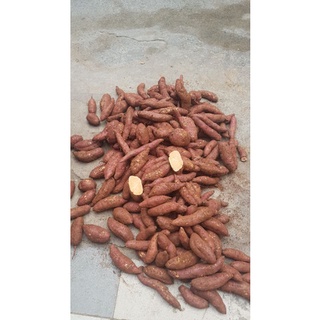Combo 3 kg Khoai lang mật Đà Lạt