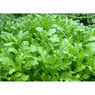 700h hạt giống rau tần ô , dể trồng nãy mầm cao 95%